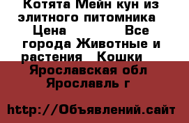 Котята Мейн-кун из элитного питомника › Цена ­ 20 000 - Все города Животные и растения » Кошки   . Ярославская обл.,Ярославль г.